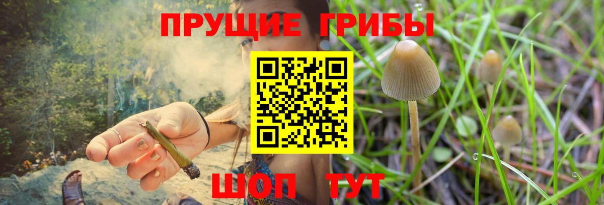 Псилоцибиновые грибы мицелий Чебоксары